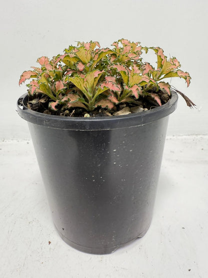 Fittonia Pink – Vibrant Nerve Plant | 100mm