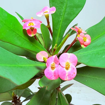 Euphorbia Mill #101