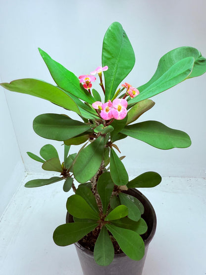 Euphorbia Mill #101