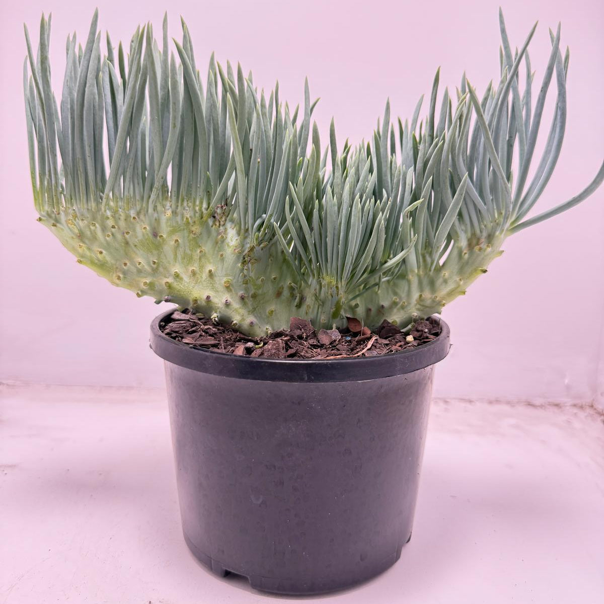 Mermaid Tail : Crested Senecio Talinoides - Narrow Leaf Chalk Stick #701