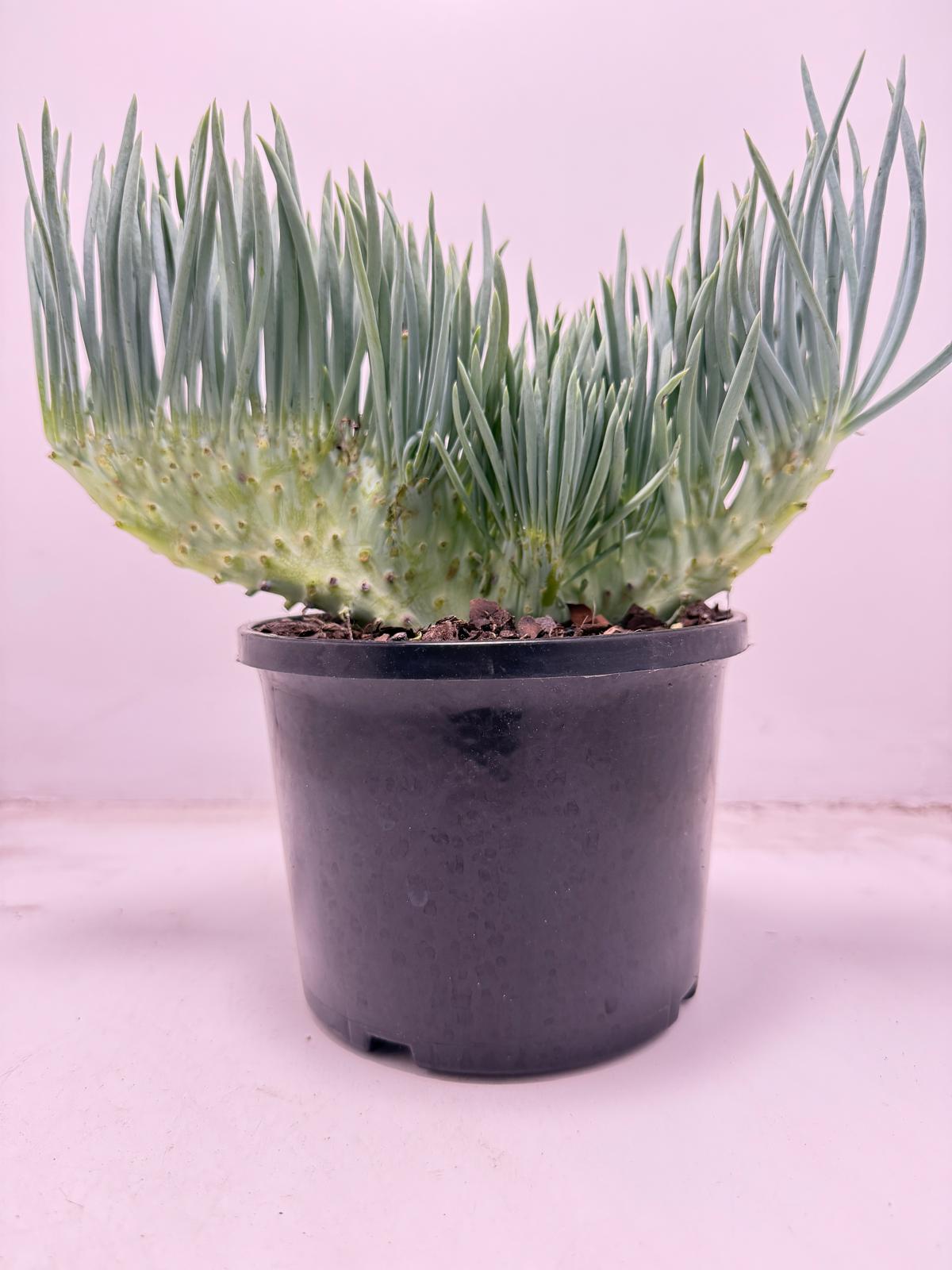 Mermaid Tail : Crested Senecio Talinoides - Narrow Leaf Chalk Stick #701