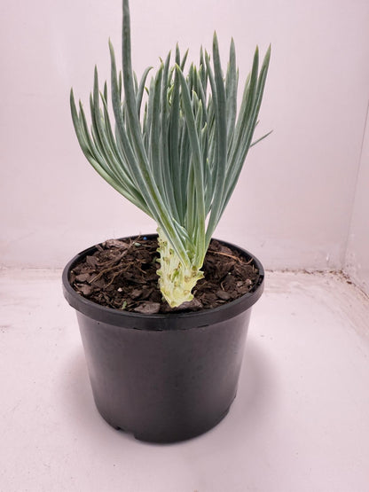 Mermaid Tail : Crested Senecio Talinoides - Narrow Leaf Chalk Stick #701