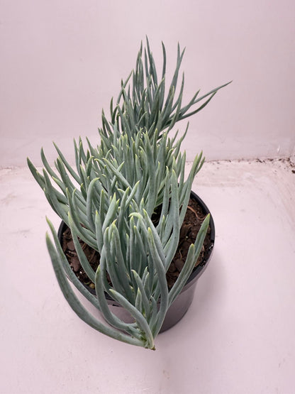Mermaid Tail : Crested Senecio Talinoides - Narrow Leaf Chalk Stick #701