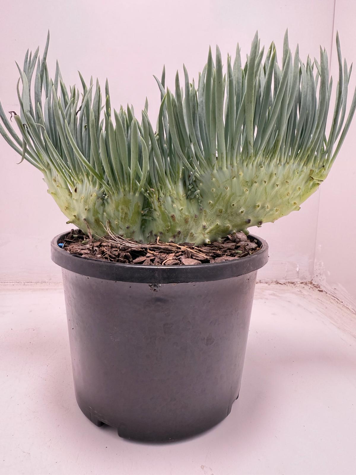 Mermaid Tail : Crested Senecio Talinoides - Narrow Leaf Chalk Stick #701