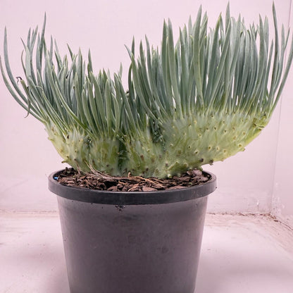 Mermaid Tail : Crested Senecio Talinoides - Narrow Leaf Chalk Stick #701