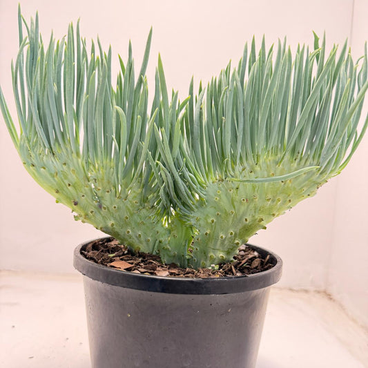 Mermaid Tail : Crested Senecio Talinoides - Narrow Leaf Chalk Stick #702