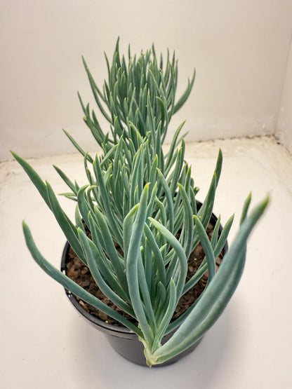 Mermaid Tail : Crested Senecio Talinoides - Narrow Leaf Chalk Stick #702