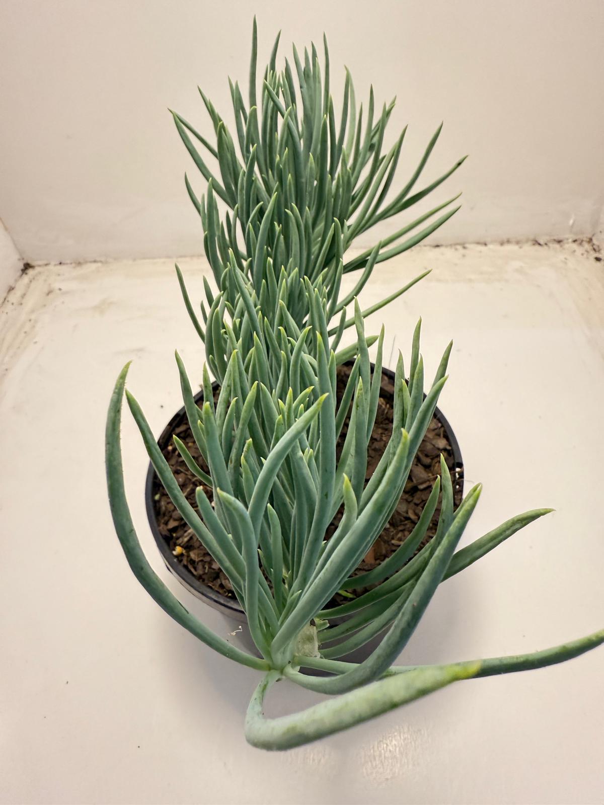 Mermaid Tail : Crested Senecio Talinoides - Narrow Leaf Chalk Stick #703