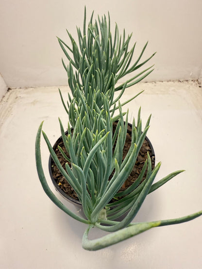 Mermaid Tail : Crested Senecio Talinoides - Narrow Leaf Chalk Stick #703