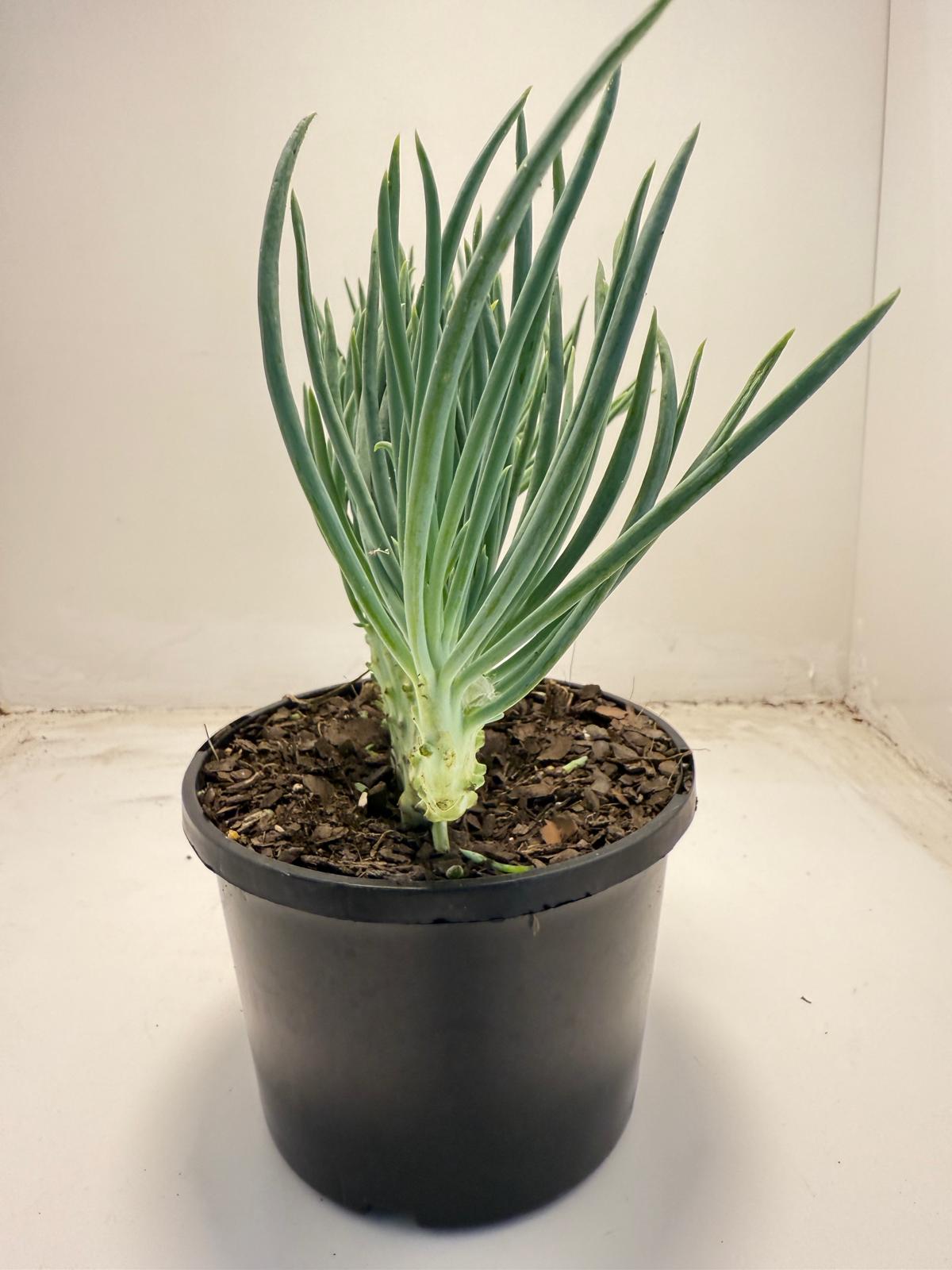 Mermaid Tail : Crested Senecio Talinoides - Narrow Leaf Chalk Stick #703