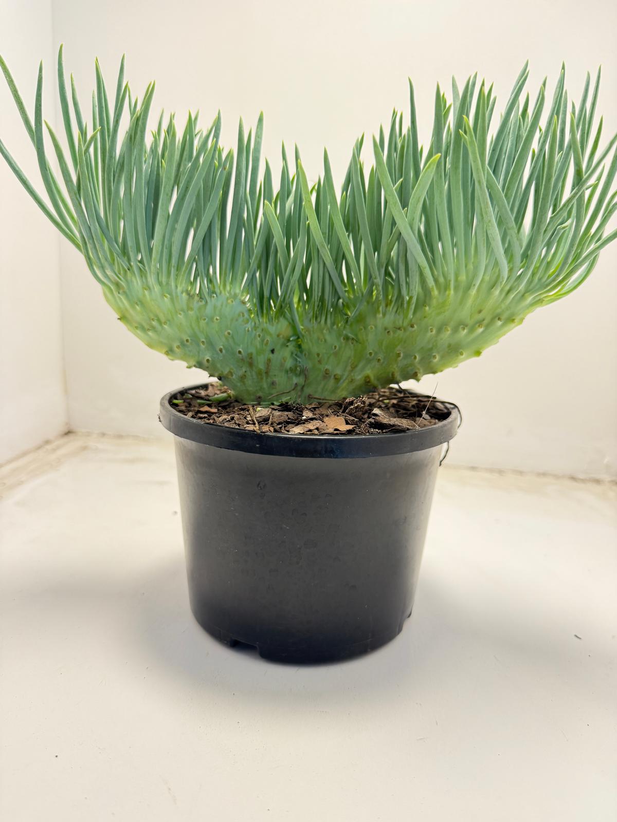 Mermaid Tail : Crested Senecio Talinoides - Narrow Leaf Chalk Stick #703