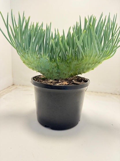 Mermaid Tail : Crested Senecio Talinoides - Narrow Leaf Chalk Stick #703