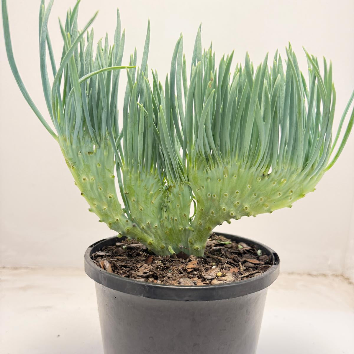 Mermaid Tail : Crested Senecio Talinoides - Narrow Leaf Chalk Stick #704