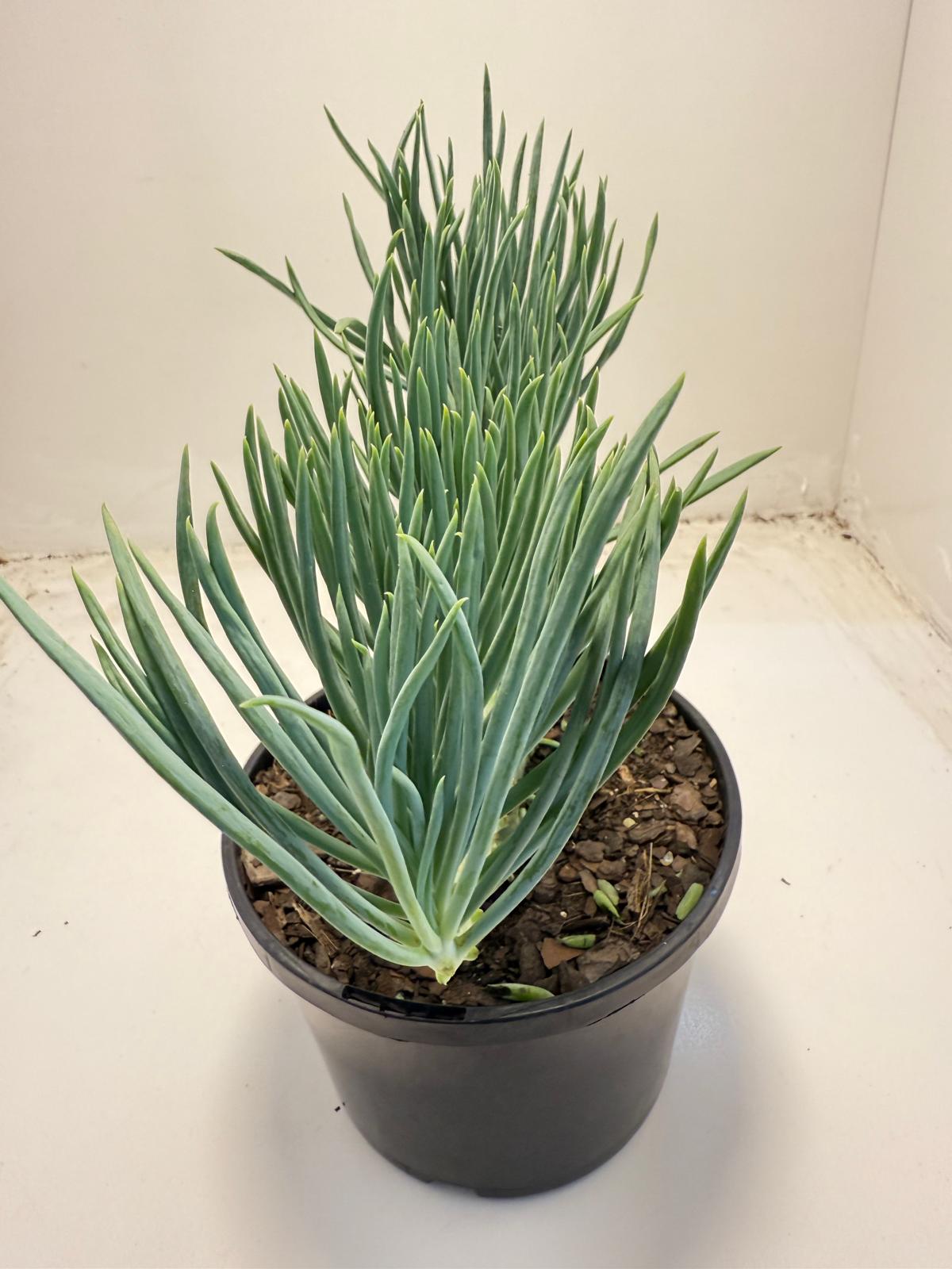 Mermaid Tail : Crested Senecio Talinoides - Narrow Leaf Chalk Stick #704