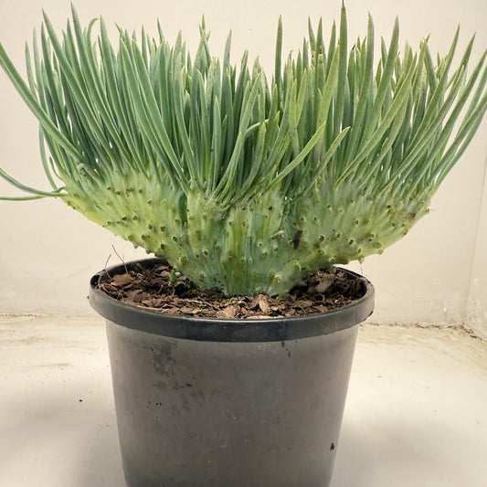 Mermaid Tail : Crested Senecio Talinoides - Narrow Leaf Chalk Stick # 705