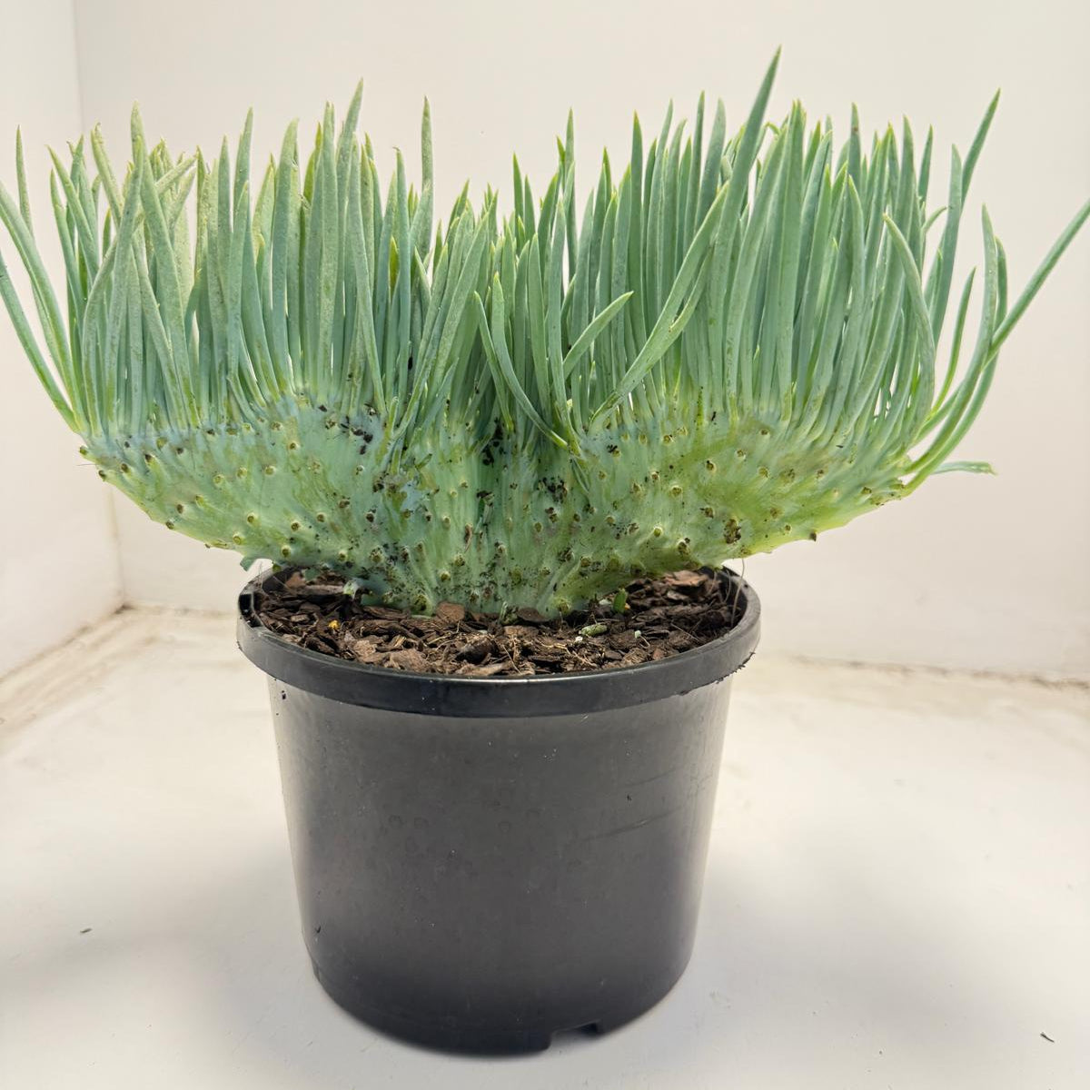 Mermaid Tail : Crested Senecio Talinoides - Narrow Leaf Chalk Stick # 705