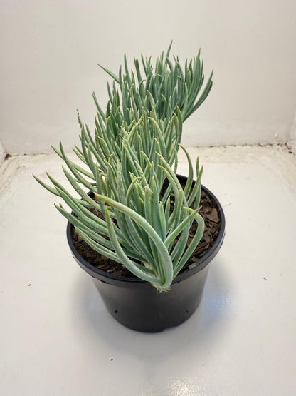 Mermaid Tail : Crested Senecio Talinoides - Narrow Leaf Chalk Stick # 705