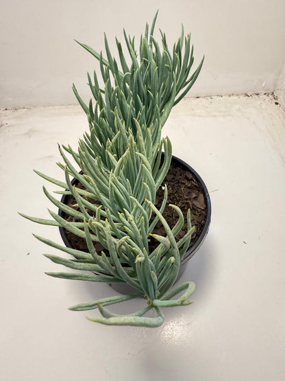 Mermaid Tail : Crested Senecio Talinoides - Narrow Leaf Chalk Stick # 705