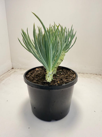 Mermaid Tail : Crested Senecio Talinoides - Narrow Leaf Chalk Stick # 705