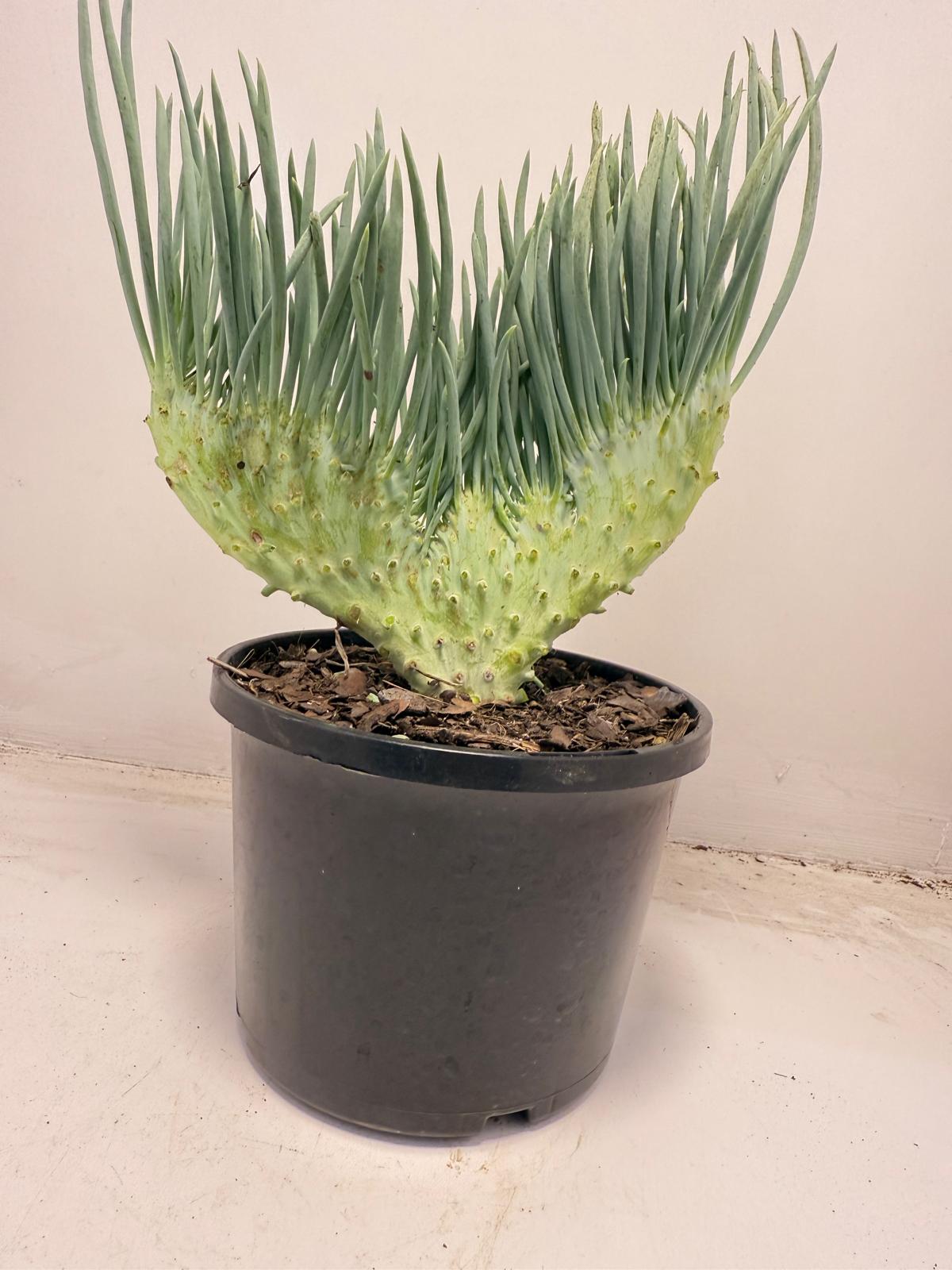Mermaid Tail : Crested Senecio Talinoides - Narrow Leaf Chalk Stick #706