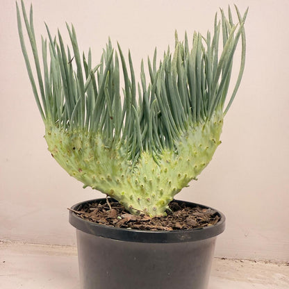 Mermaid Tail : Crested Senecio Talinoides - Narrow Leaf Chalk Stick #706