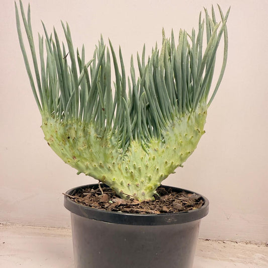 Mermaid Tail : Crested Senecio Talinoides - Narrow Leaf Chalk Stick #706