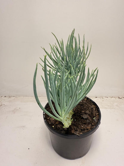 Mermaid Tail : Crested Senecio Talinoides - Narrow Leaf Chalk Stick #706