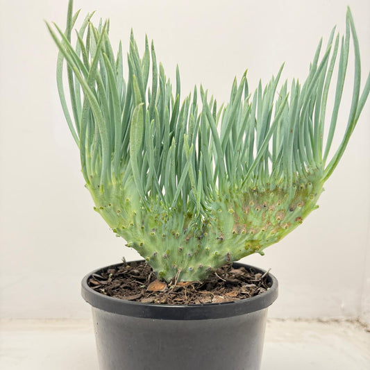 Mermaid Tail : Crested Senecio Talinoides - Narrow Leaf Chalk Stick #706