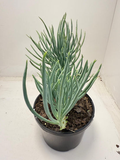Mermaid Tail : Crested Senecio Talinoides - Narrow Leaf Chalk Stick #706
