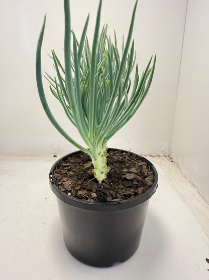 Mermaid Tail : Crested Senecio Talinoides - Narrow Leaf Chalk Stick #706