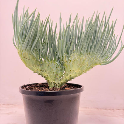 Mermaid Tail : Crested Senecio Talinoides - Narrow Leaf Chalk Stick #707