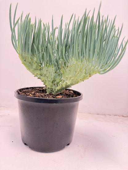 Mermaid Tail : Crested Senecio Talinoides - Narrow Leaf Chalk Stick #707