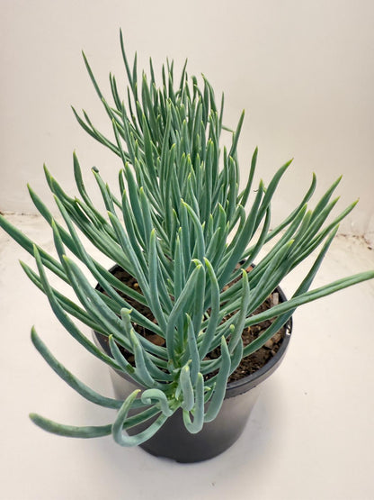 Mermaid Tail : Crested Senecio Talinoides - Narrow Leaf Chalk Stick #707