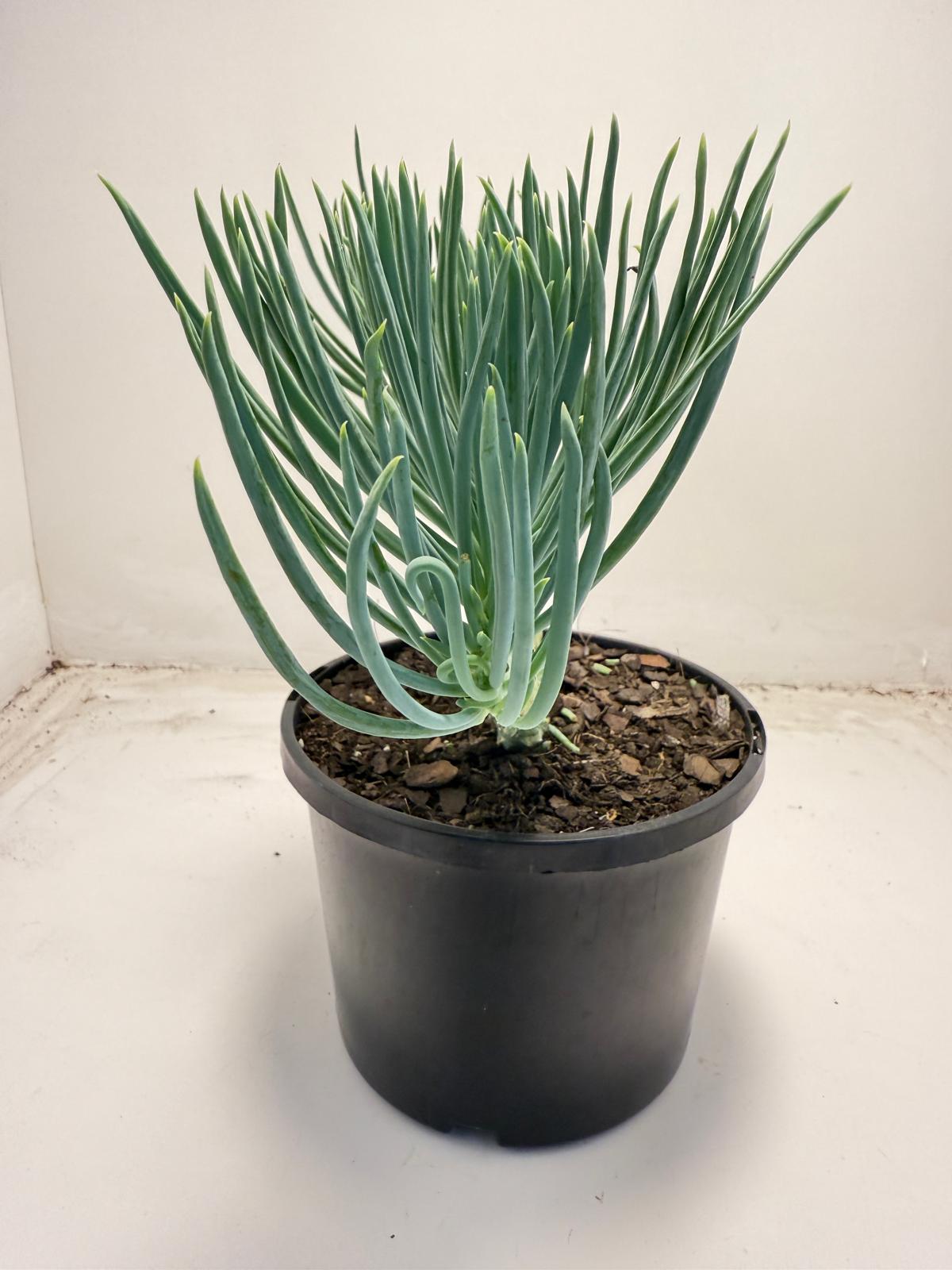 Mermaid Tail : Crested Senecio Talinoides - Narrow Leaf Chalk Stick #707