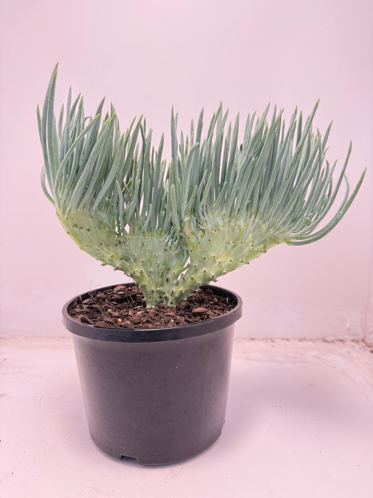 Mermaid Tail : Crested Senecio Talinoides - Narrow Leaf Chalk Stick #707