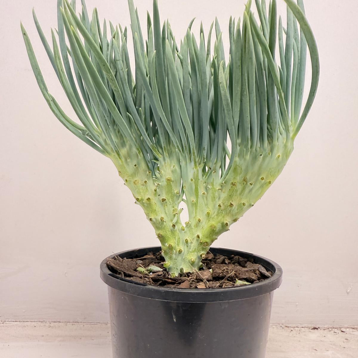 Mermaid Tail : Crested Senecio Talinoides - Narrow Leaf Chalk Stick #709