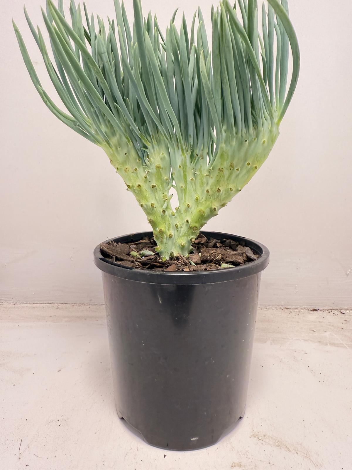 Mermaid Tail : Crested Senecio Talinoides - Narrow Leaf Chalk Stick #709