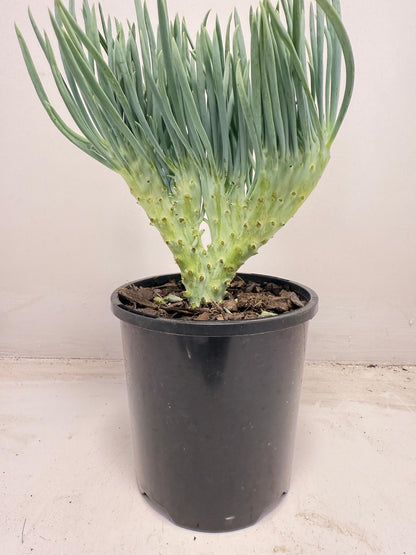 Mermaid Tail : Crested Senecio Talinoides - Narrow Leaf Chalk Stick #709