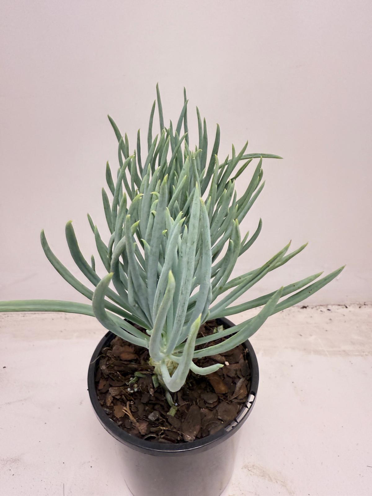 Mermaid Tail : Crested Senecio Talinoides - Narrow Leaf Chalk Stick #709
