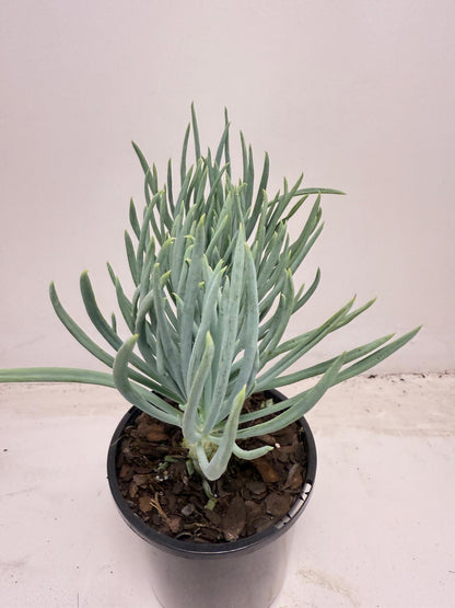 Mermaid Tail : Crested Senecio Talinoides - Narrow Leaf Chalk Stick #709