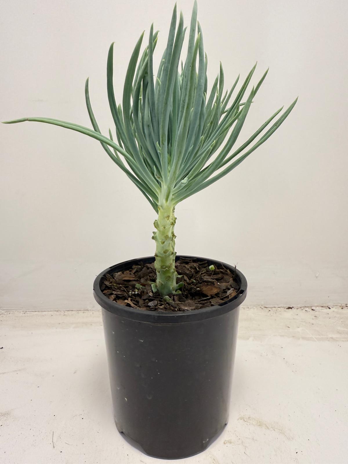 Mermaid Tail : Crested Senecio Talinoides - Narrow Leaf Chalk Stick #709