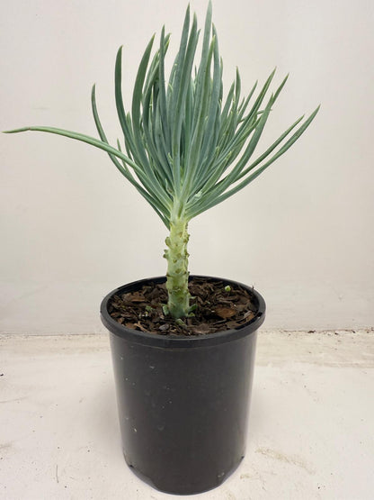 Mermaid Tail : Crested Senecio Talinoides - Narrow Leaf Chalk Stick #709