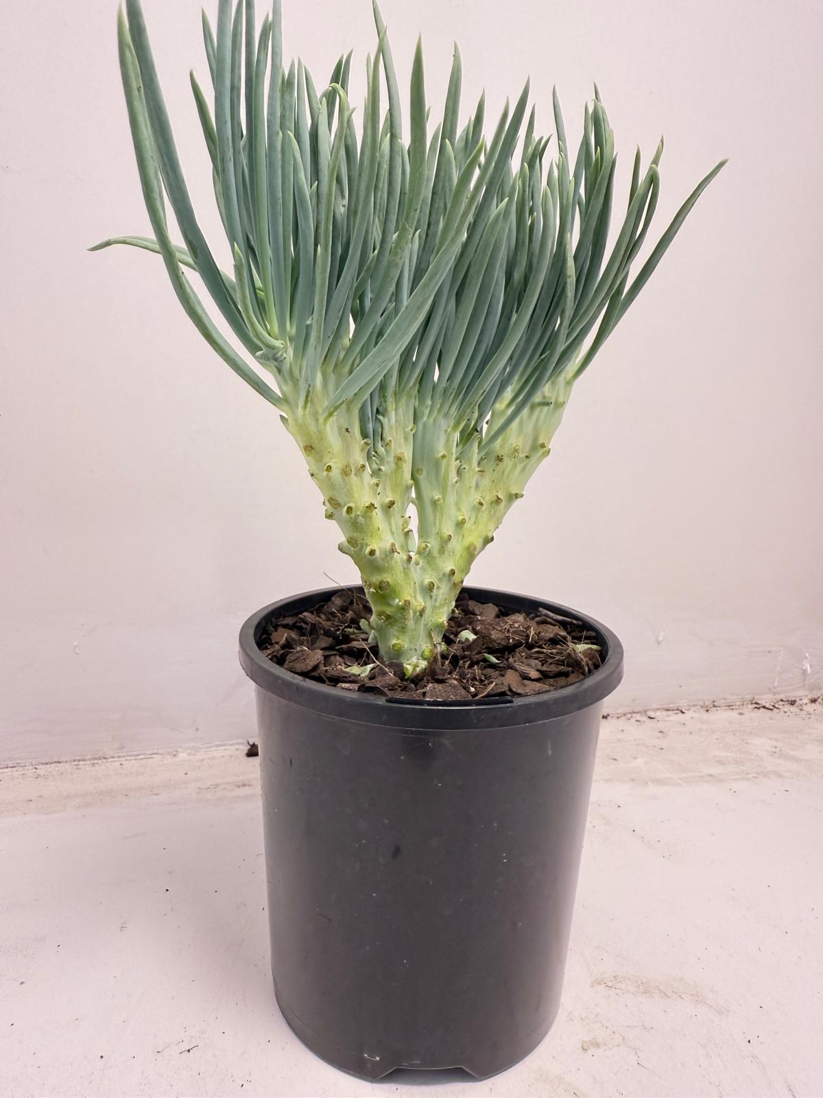 Mermaid Tail : Crested Senecio Talinoides - Narrow Leaf Chalk Stick #709