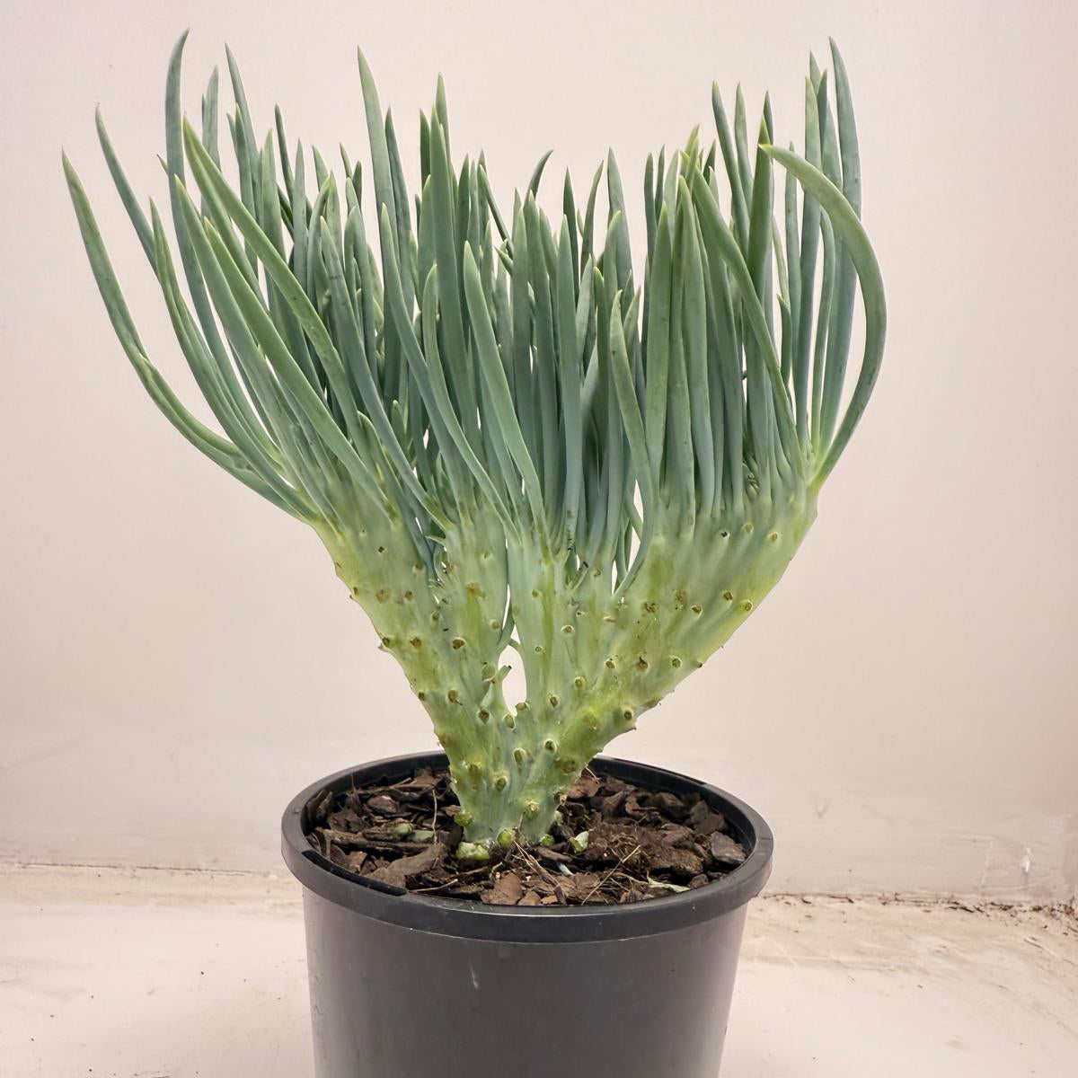 Mermaid Tail : Crested Senecio Talinoides - Narrow Leaf Chalk Stick #709