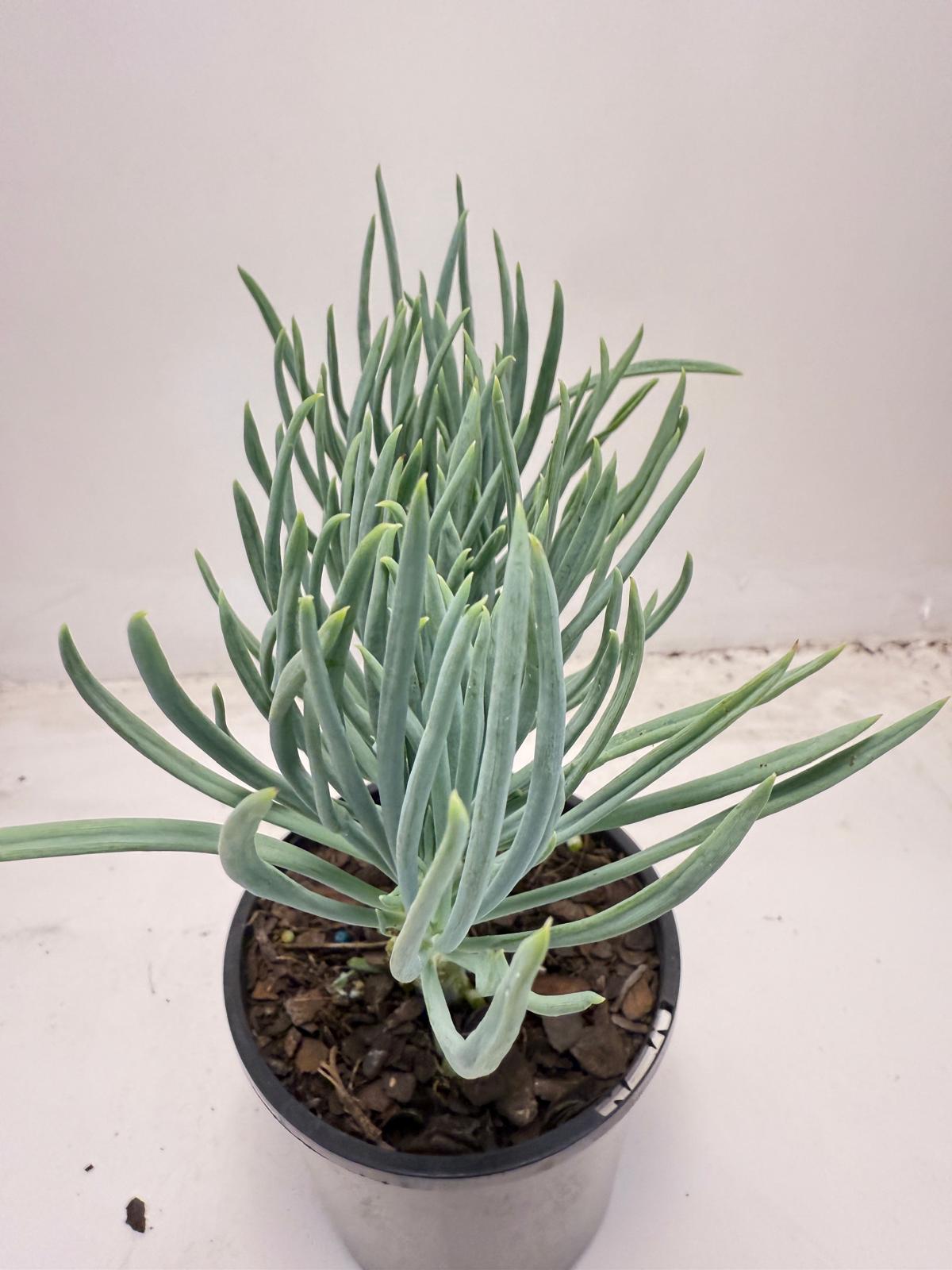 Mermaid Tail : Crested Senecio Talinoides - Narrow Leaf Chalk Stick #709