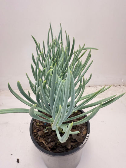 Mermaid Tail : Crested Senecio Talinoides - Narrow Leaf Chalk Stick #709
