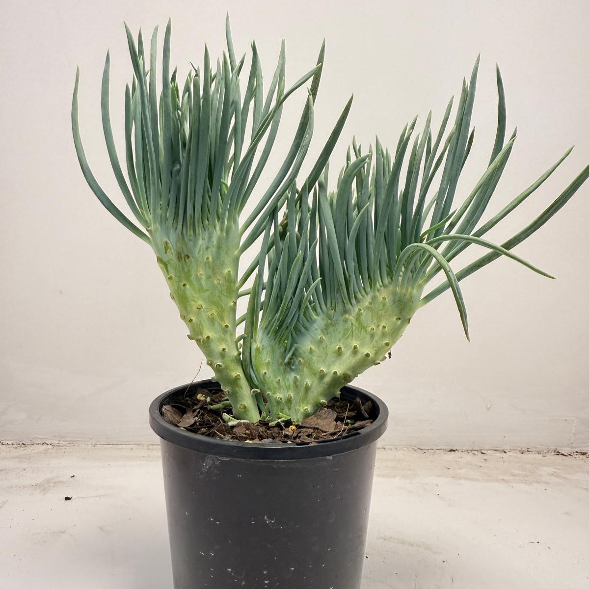 Mermaid Tail : Crested Senecio Talinoides - Narrow Leaf Chalk Stick #710