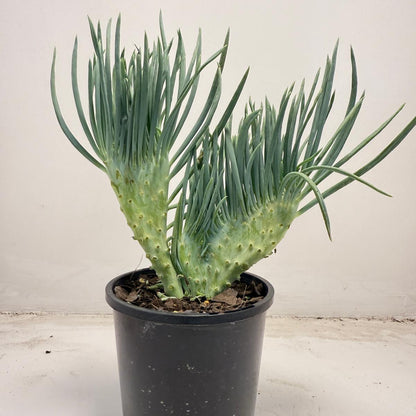 Mermaid Tail : Crested Senecio Talinoides - Narrow Leaf Chalk Stick #710