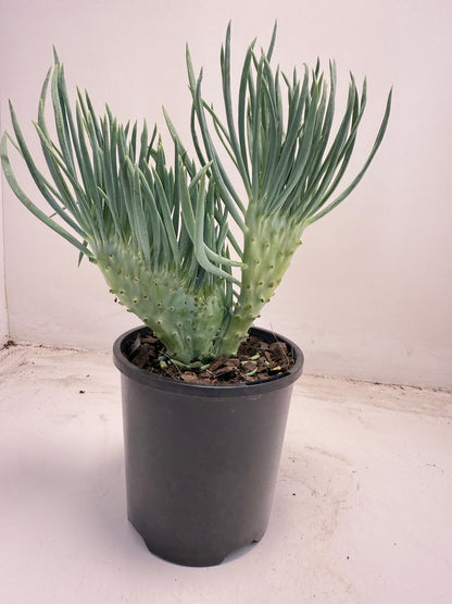 Mermaid Tail : Crested Senecio Talinoides - Narrow Leaf Chalk Stick #710