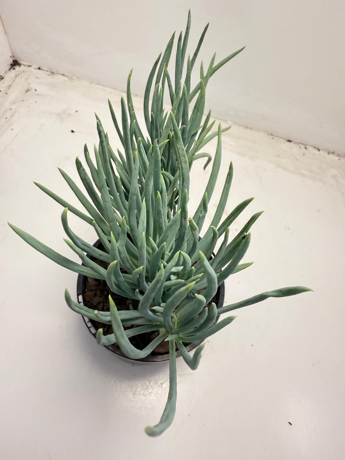 Mermaid Tail : Crested Senecio Talinoides - Narrow Leaf Chalk Stick #710